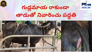 Prolapse Treatment Rope Truss Technique  గుడ్లమాయ రాకుండా తాడుతో నివారించు పద్ధతి [upl. by Atinauq]