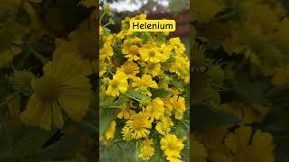 Helenium is great for this time of year cutflower florist flowers gardening theflowerpodcast [upl. by Yecies]