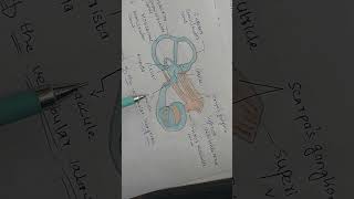 VESTIBULAR SYSTEM PERIPHERAL VESTIBULAR SYSTEM VIDEO 1  PART 1 IN HINDI [upl. by Toll]