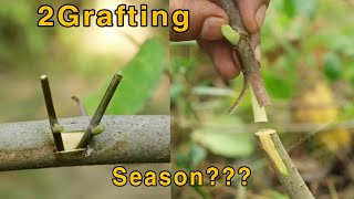 grafting fruit trees  Grafting month  How to graft plants amp flowers [upl. by Hance]