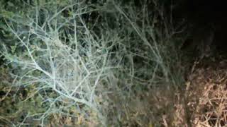 wildlifekrugernationalparkspotted genetrunningnight driveviralvideosouthafrica [upl. by Ika]