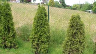 Thuja Hecke pflanzen  umpflanzen [upl. by Nahsin]