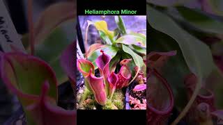 Heliamphora Minor pitcherplant garden botanygarden carnivorousplant garden plantcommunity [upl. by Haela]