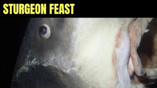 Crabs Feast On Dead White Sturgeon  Salish Sea Marine Wildlife [upl. by Atilrep]