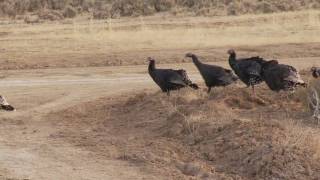 Utah Turkey Hunt [upl. by Maloy]