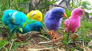 Tangkap ayam lucu ayam warna warni ayam rainbow bebek angsa ikan hias Marmut Kelinci [upl. by Naneek]