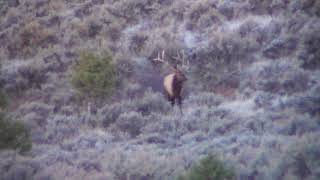 Colorado 3rd rifle Elk hunting big bulls hunting with MS multiple sclerosis [upl. by Ardnwahsal]