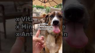 🐶 🍯 Dürfen Hunde Honig essen Gesundheitsvorteile von Honig für Hunde 🐕 [upl. by Sebastien]