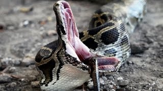 Dangerous Invaders 15 Python Eats Python [upl. by Sonitnatsok514]