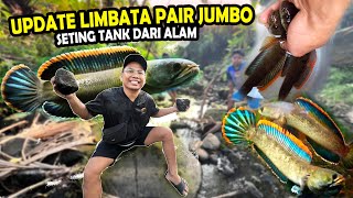 UPDATE LIMBATA PAIR JUMBO HUNTING BAHAN SETTINGAN TANK DARI ALAM [upl. by Neret]