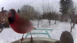 Sparrows chickadees and cardinals grace the Netvue Birdfy Smart Bird Feeder [upl. by Yenrab]