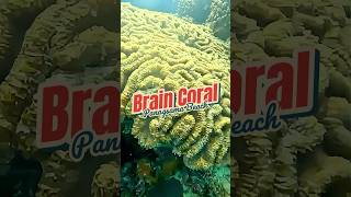 Brain Coral Panagsama Beach Cebu Philippines [upl. by Mylor387]