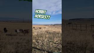 Hobbit Horses hashknife ranching minihorse horse pony lotr HashknifeRanch [upl. by Ttirb306]