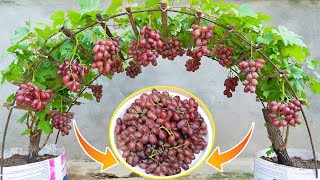 The method of growing grapes at home is easy and the fruit is harvested all year round [upl. by Gnim]