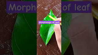 Morphology of a leaf shortvideo morphology [upl. by Myrah]