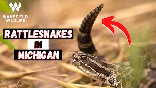 Herping for Massasauga Rattlesnakes in Michigan [upl. by Yesrod]