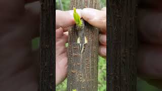 Easy Grafting Techniques plants grafting tree graft nature farming fruittrees yt [upl. by Reggy116]