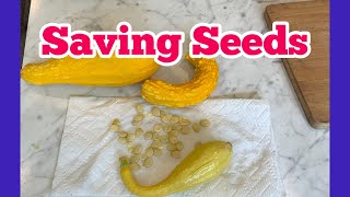 How To Save Yellow Crookneck Squash Seeds food garden seedsaving foodstorage preparing [upl. by Neenad262]