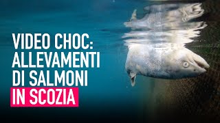 Negli allevamenti intensivi di salmoni in Scozia  Uninchiesta di Animal Equality [upl. by Drhacir]