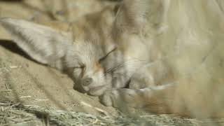 Fennec Foxes  San Diego Zoo Wildlife Explorers Basecamp [upl. by Prescott]