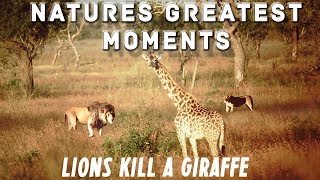 Natures Greatest Moments  Lion Pride Kill Giraffe [upl. by Even]