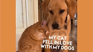 I adopted an animal hoarding house cat and he befriended my 2 dogs [upl. by Kaitlyn590]