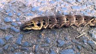 Elephant Hawk Moth Caterpillar on a Footpath HD [upl. by Dloraj]