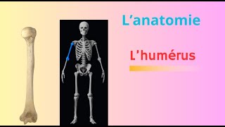 ostéologie du membre supérieur humérus os du bras [upl. by Anig]