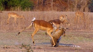 Impala Miraculously Escapes Jaws Of Leopard  The Hunt  BBC Earth [upl. by Nallek29]