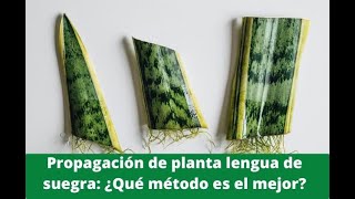 🌱Como Reproducir Planta Suculenta Lengua de Suegra Paso a Paso🌱Sansevieria 🌱 Espada de San Jorge [upl. by Henryetta]