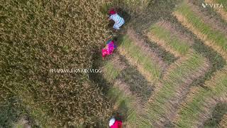 ধান কাটার সময় ড্রোন নিয়ে গেলে ভয়ে কাবু হয়ে যায় [upl. by Reamy]