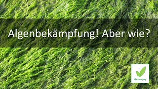 Algenbekämpfung Aber wie [upl. by Acsot]