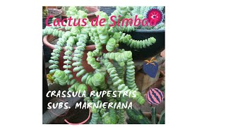 Crassula rupestris subs marnieriana  Tips cuidados reproducción  ❤️❤️❤️ [upl. by Nivrad999]