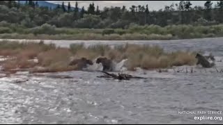 Katmai Brooks River RW Cam Bear  910s family met bear 909 0903 2024 [upl. by Eolc389]