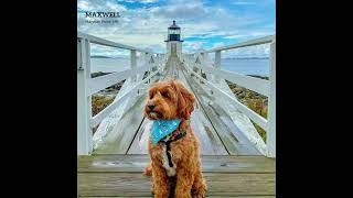 Pets at lighthouses winning entries [upl. by Coppinger]