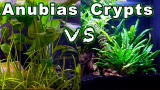 Beginner Aquarium Plants Anubias vs Crypts  Which One is Better🌱🌿 [upl. by Novyak]