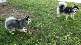 Mini pomsky tries to play with standard pomsky [upl. by Nirtiak]