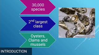 Class Bivalvia  Phylum Mollusca  larvae in class Bivalvia [upl. by Tavy711]