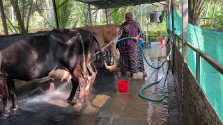 ഞാൻ പശു വളർത്തലിലേക്ക് കടന്ന് വരാനുണ്ടായ സാഹചര്യം dayari farming pashu valarthal rashi vlog [upl. by Langdon539]