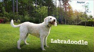 Labradoodle Breed Information Temperament Lifespan amp Facts  Petplan [upl. by Powder28]