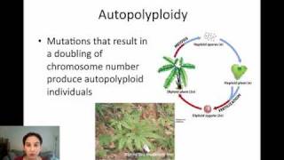 Sympatric Speciation via Polyploidy [upl. by Dirraj]