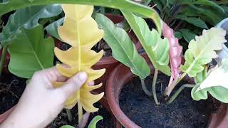 Paano magparami ng Philodendron  How to Propagate Philodendron Ring of Fire Cuttings care and Tips [upl. by Boyer21]