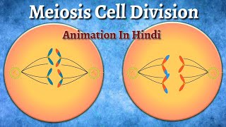 Meiosis Cell Division Animation In Hindi [upl. by Decca546]