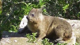 Rock Hyrax Dassie [upl. by Munafo752]