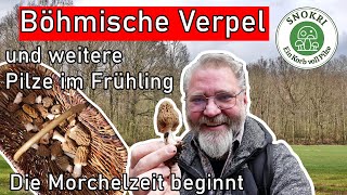 Die Verpeln sind da  Pilze der Morchelzeit  weitere Frühlingspilze 2024 [upl. by Kcirddes]