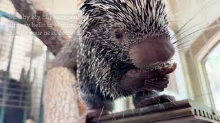 Meet Mocha 8MonthOld PrehensileTailed Porcupine [upl. by Susi]