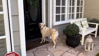 Labrador Runs Next Door And Rings My Neighbor’s Doorbell labradorretriever dogs pets [upl. by Orferd202]