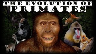 The Evolution of Primates 🦍 [upl. by Nesnaj]