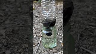 using the dirtiest water to make delicious cup of pine needle Tea？ outdoor bushcraft survival [upl. by Lilaj]