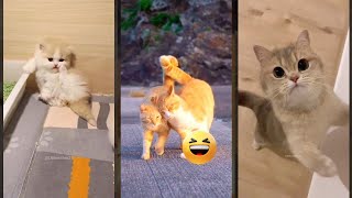 Funniest Cat 🐱 funny cats compilation 🥰 TOMCATS Part 9831 [upl. by Bald]